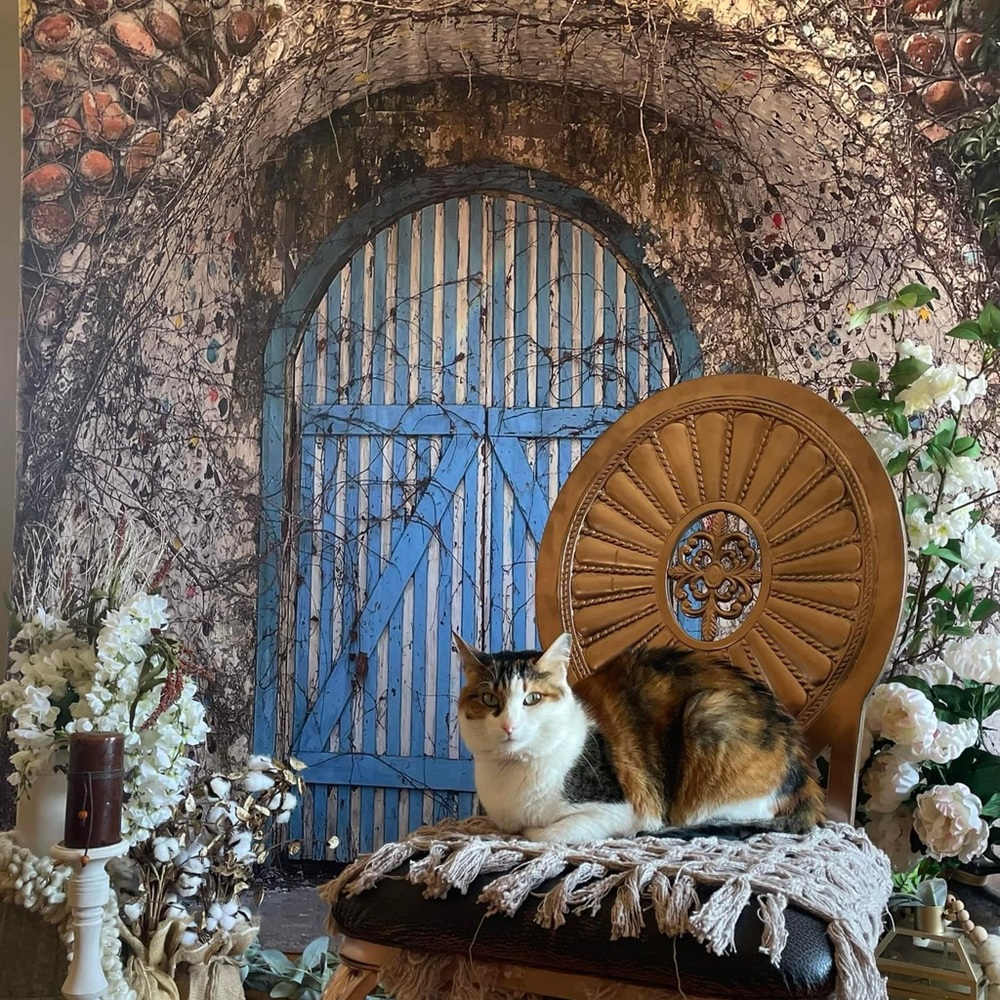 kate Backdrop/ Blue Castle or Corrahe Door/ 6 x 6